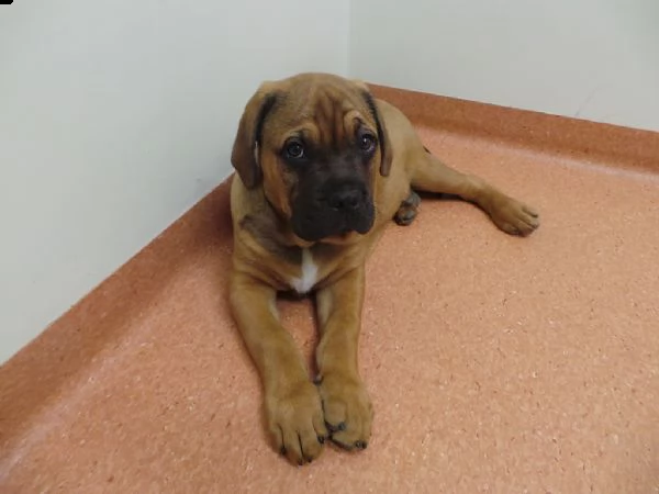 cuccioli di bull mastiff | Foto 0