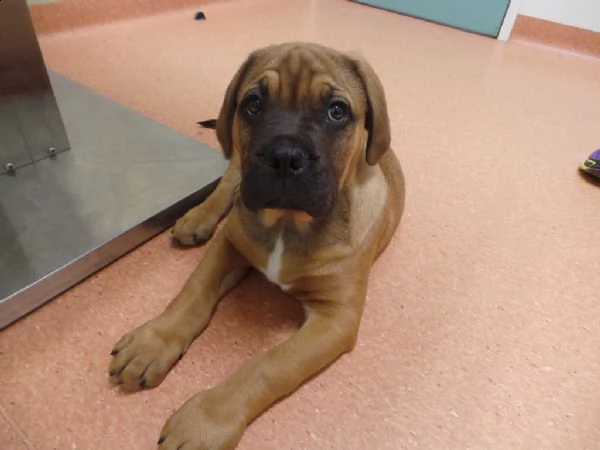 cuccioli di bull mastiff