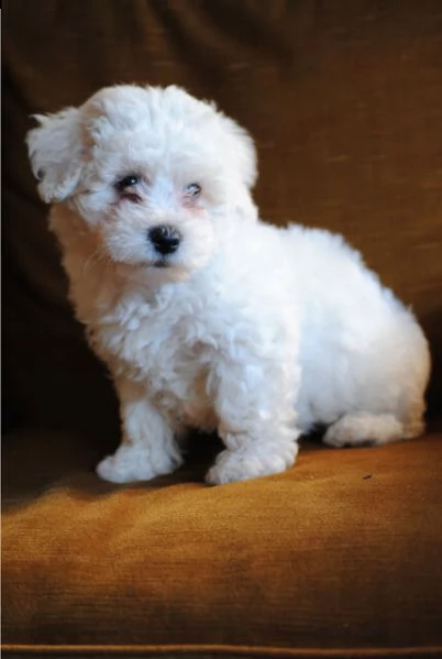 cuccioli bichon frise  | Foto 0