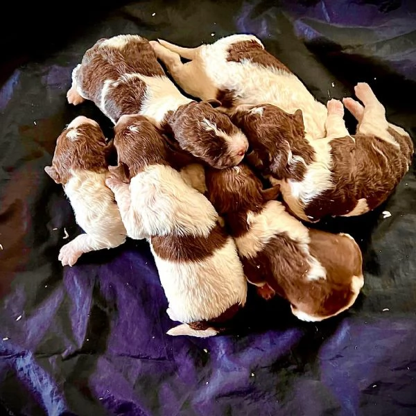 cuccioli di lagotto romagnolo con pedigree roi | Foto 0