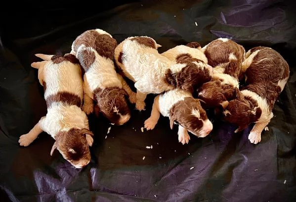 cuccioli di lagotto romagnolo con pedigree roi