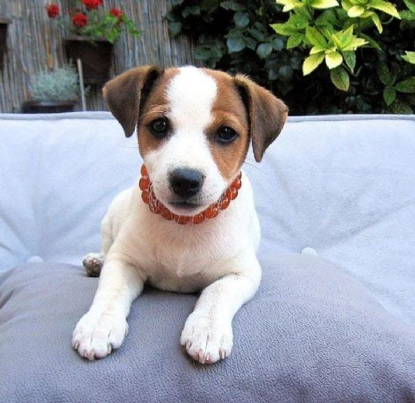 Sciarpa Lunga Donna Morbida Con Stampa Cuccioli Jack Russell | 90x180 Cm - 4