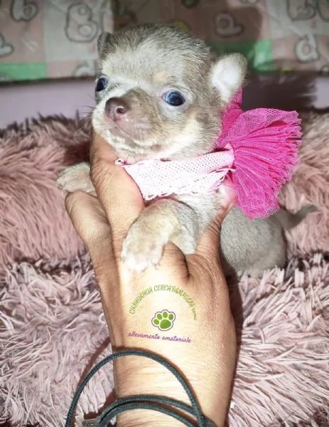 Cucciola chihuahua mini | Foto 1