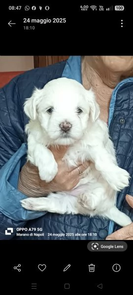 Maltese Toy | Foto 2