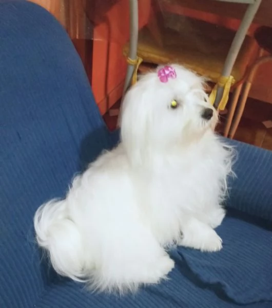 Maltese Toy | Foto 1