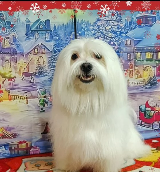 Maltese Toy | Foto 0
