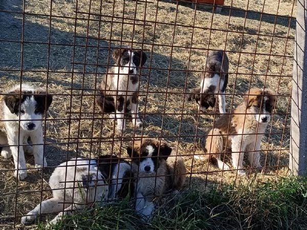 disponibili cuccioli di pastore dellasia centrale con pedigree  | Foto 2