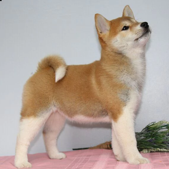 regalo due cuccioli di shiba inu per ladozione