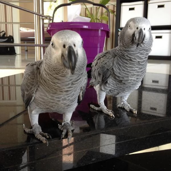 disponibile coppia di pappagalli grigi africani del congo