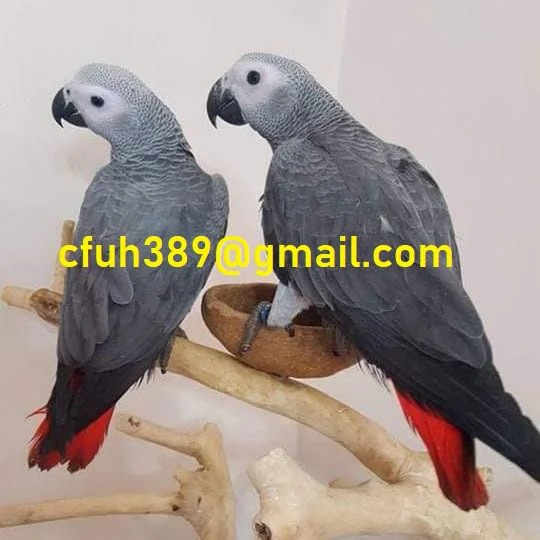 disponibile coppia di pappagalli grigi africani del congo