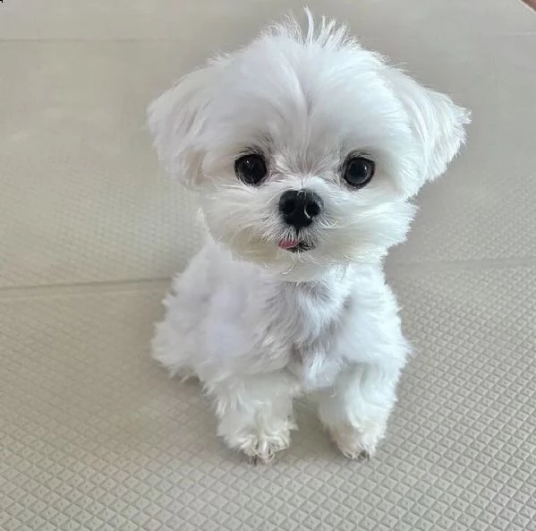 regalo  maltese mini toy