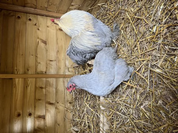 uova fresche galline da carne e galline di razza cocincina | Foto 1