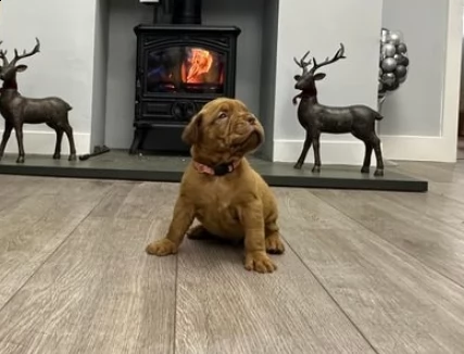 cuccioli di dogue de bordeaux