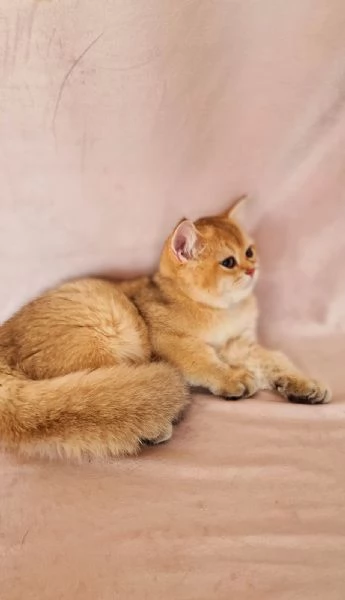 Scottish Fold 
