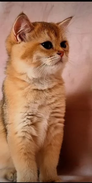 Scottish Fold  | Foto 1