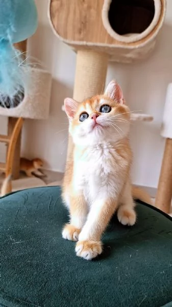 Scottish Fold 