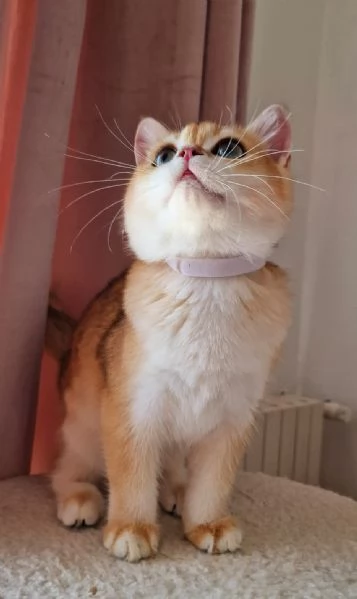 Scottish Fold  | Foto 4