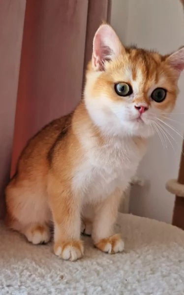 Scottish Fold 