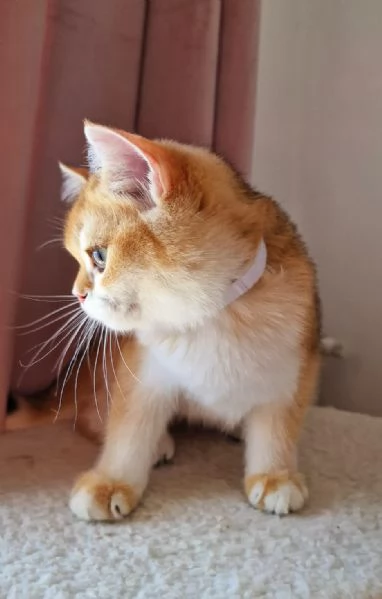 Scottish Fold  | Foto 0