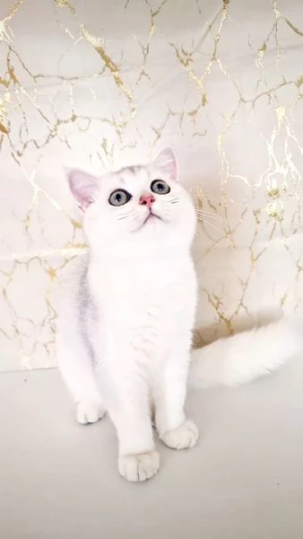Scottish Fold 
