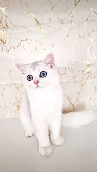 Scottish Fold  | Foto 5