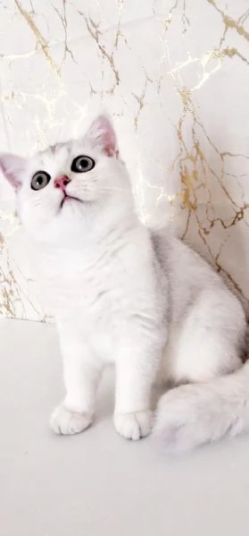 Scottish Fold  | Foto 4