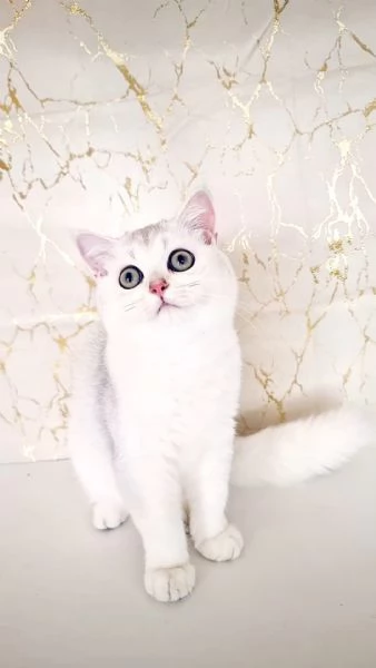 Scottish Fold  | Foto 3