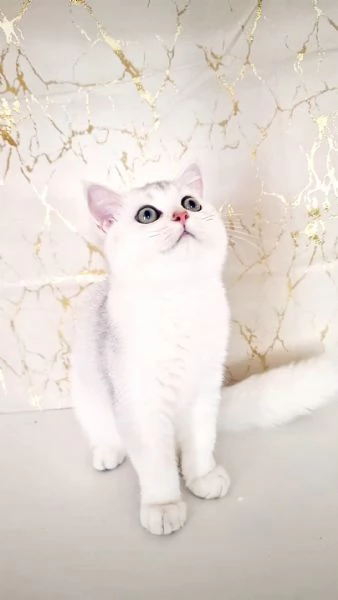 Scottish Fold  | Foto 2