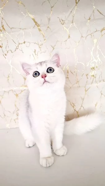 Scottish Fold  | Foto 1