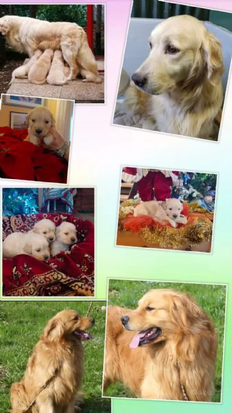 Cuccioli Golden retriever  | Foto 2