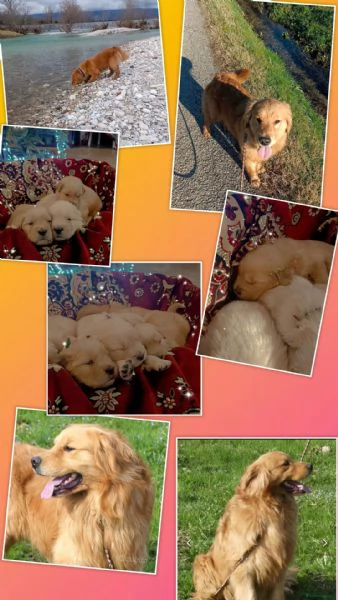 Cuccioli Golden retriever  | Foto 1