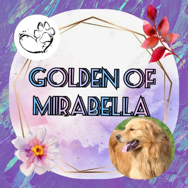 Cuccioli Golden retriever  | Foto 0