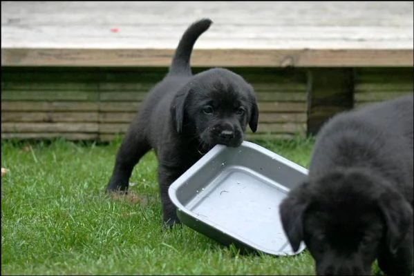 disponibili cuccioli di labrador addestrati a casa | Foto 0
