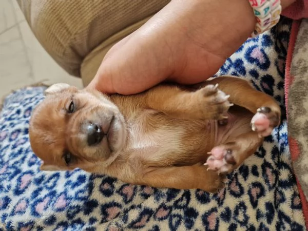 Cucciolo di pincher maschio 