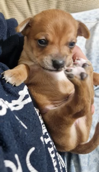 Cucciolo di pincher maschio  | Foto 0