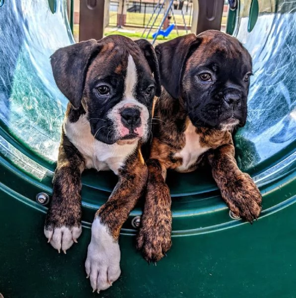 cuccioli boxer maschi e femmine