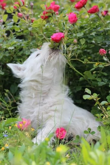 Cuccioli West Highland White Terrier | Foto 4