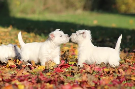 Cuccioli West Highland White Terrier | Foto 3