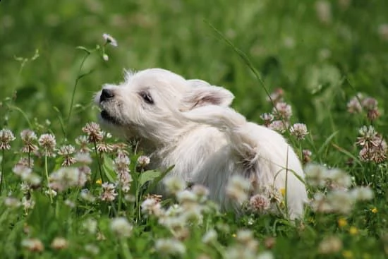 Cuccioli West Highland White Terrier | Foto 2