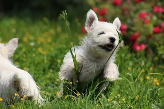 Cuccioli West Highland White Terrier | Foto 1