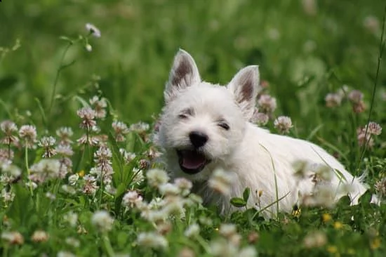 Cuccioli West Highland White Terrier | Foto 0