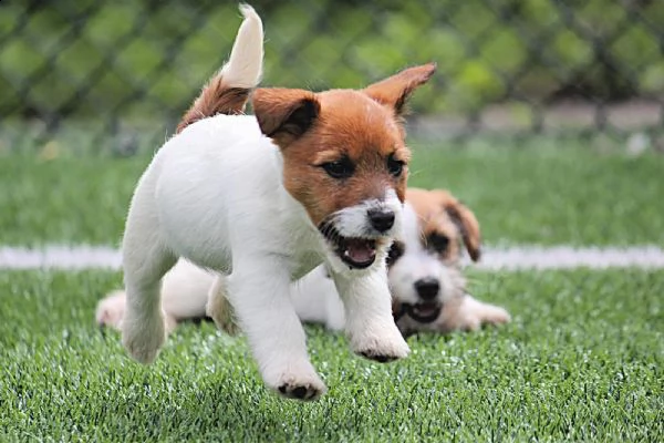 disponibili splendidi cuccioli di jack russell | Foto 6