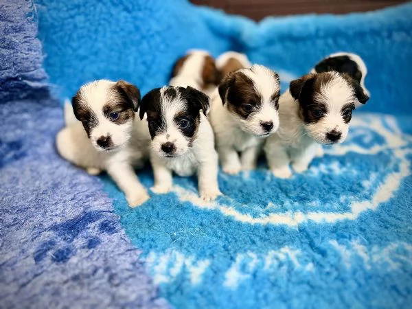 Disponibili cuccioli di Jack russell altissima genealogia