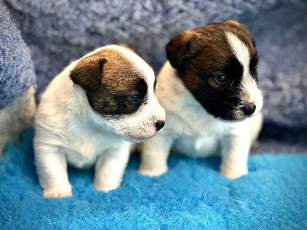 Disponibili cuccioli di Jack russell altissima genealogia | Foto 0