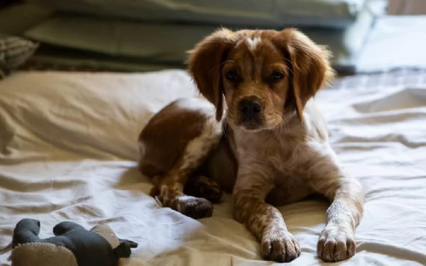 cuccioli di epagneul breton
