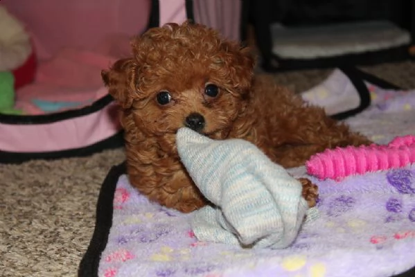  cuccioli di barboncino | Foto 0