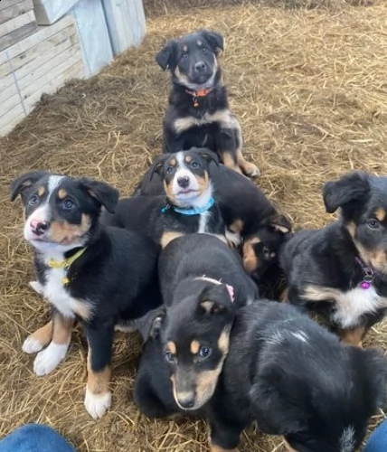 cuccioli di border collie