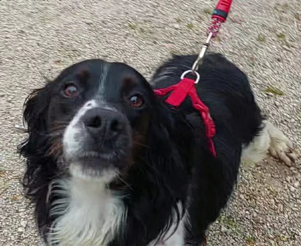 maverik springle spaniel