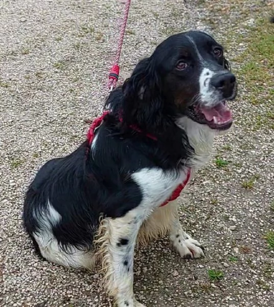 maverik springle spaniel | Foto 4