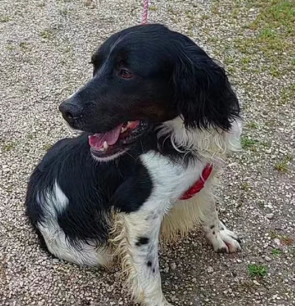 maverik springle spaniel | Foto 3
